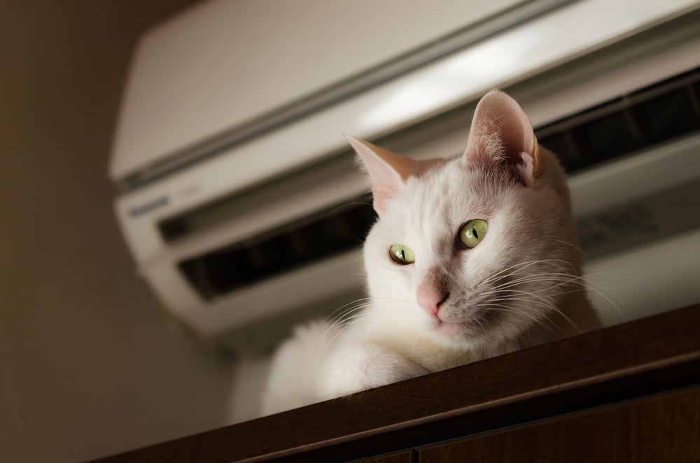 air conditioners and pets